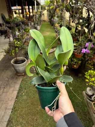 Imagem de Kit 2 Orquídeas Cattleyas Especial Apta Afloração Fotos Real