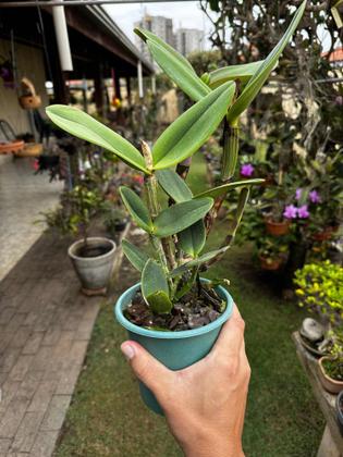 Imagem de Kit 2 Orquídeas Cattleyas Especial Apta Afloração Fotos Real