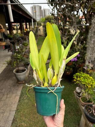 Imagem de Kit 2 Orquídeas Cattleyas Especial Apta Afloração Fotos Real