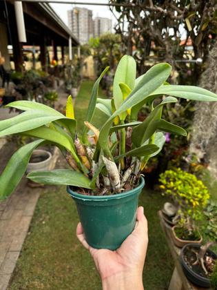 Imagem de Kit 2 Orquídeas Cattleyas Especial Apta Afloração Fotos Real