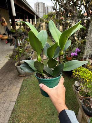 Imagem de Kit 2 Orquídeas Cattleyas Especial Apta Afloração Fotos Real