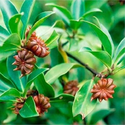 Imagem de Kit 2 Pct Chá De Anis Estrelado-Illicium Verum Hooker-100G