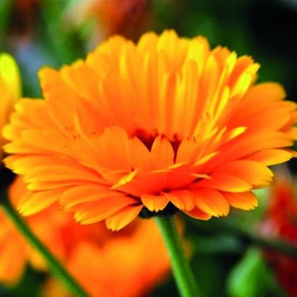 Imagem de Kit 2 Pct Chá De Calêndula - Calendula Officinalis L. - 50G