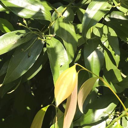 Imagem de Kit 2 pct Chá de Canela Java Quebrada - Cinnamomum Burmannii - 100g