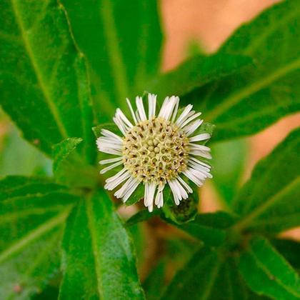 Imagem de Kit 2 Pct Chá De Erva Botão - Eclipta Prostrata - 50G Cada