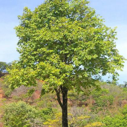 Imagem de Kit 2 Pct Chá De Mutamba - Guazuma Ulmifolia L. - 100G