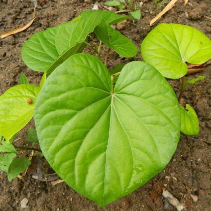 Imagem de Kit 2 Pct Chá De Pariparoba - Piper Umbellatum L. - 100G
