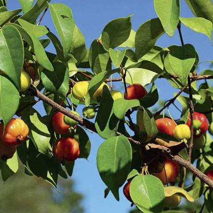 Imagem de Kit 2 Pct Chá De Pitanga - Eugenia Uniflora L. - 100G