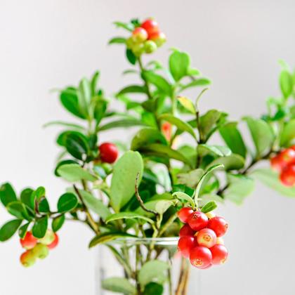 Imagem de Kit 2 Pct Chá De Uva Ursi - Arctostaphylos Uva Ursi - 100G