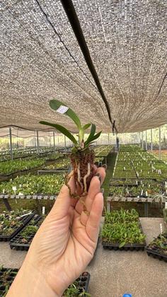 Imagem de KIT 20 Mudas de Orquídeas Cattleya Identificada