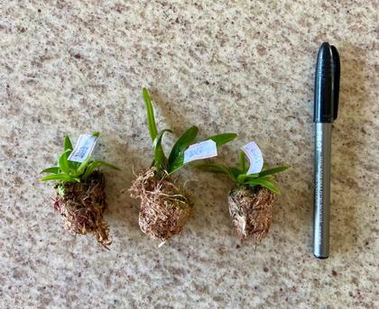 Imagem de KIT 20 Mudas de Orquídeas Cattleya Identificada