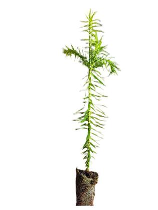 Imagem de Kit 25 Mudas de Araucária (Araucaria angustifolia )PINHÃO