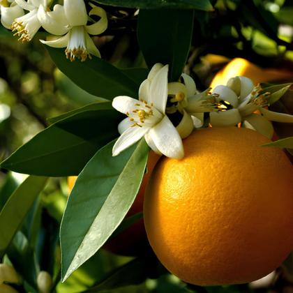 Imagem de Kit 2x Água De Flor De Laranjeira 250ml Chtoura Culinária Cosmética