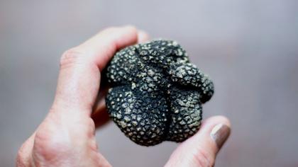 Imagem de Kit 3 Azeites com trufas pretas Savitar 250ml