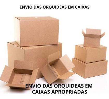 Imagem de Kit 3 Catasetum Combo - Apenas R69,99