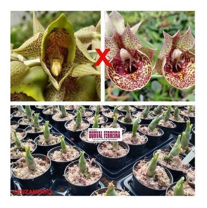 Imagem de Kit 3 Catasetum Combo - Apenas R69,99