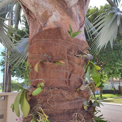 Imagem de Kit 3 Mantas de Fibra de Coco 0,50 x 2 Metros 1mm Espessura