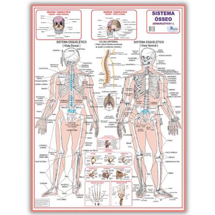 Imagem de Kit 3 Mapas Do Corpo Humano: Esquelético 1 + Esquelético 2 + Corpo Humano - Enrolado