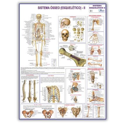 Imagem de Kit 3 Mapas Do Corpo Humano: Esquelético 1 + Esquelético 2 + Corpo Humano - Enrolado
