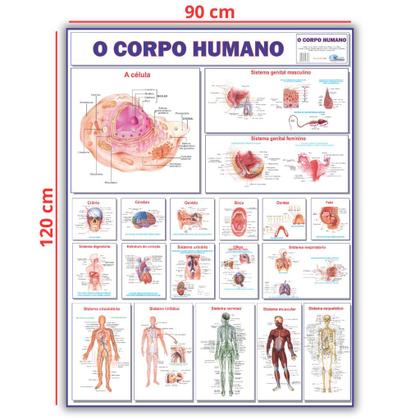 Imagem de Kit 3 Mapas Do Corpo Humano: Esquelético 1 + Esquelético 2 + Corpo Humano - Enrolado