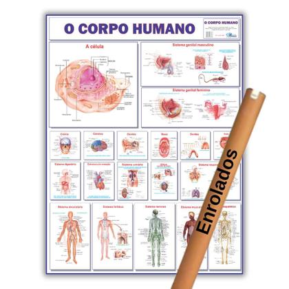 Imagem de Kit 3 Mapas Do Corpo Humano: Esquelético 1 + Esquelético 2 + Corpo Humano - Enrolado