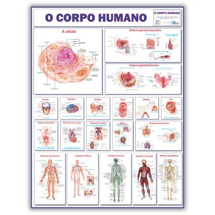 Imagem de Kit 3 Mapas Do Corpo Humano: Esquelético 1 + Esquelético 2 + Corpo Humano - Enrolado