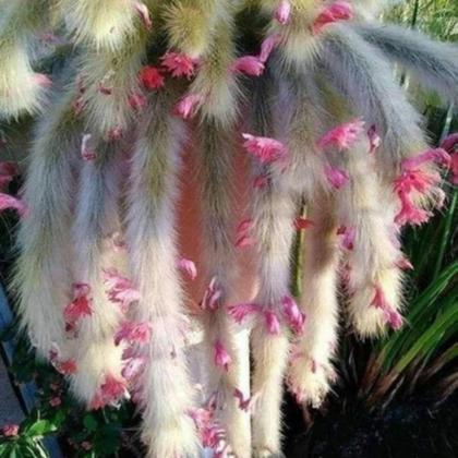 Imagem de Kit 3 Mudas Cacto Rabo Macaco Rato E Gato Top Para Coleção