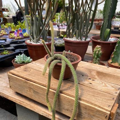 Imagem de Kit 3 Mudas Cacto Rabo Macaco Rato E Gato Top Para Coleção