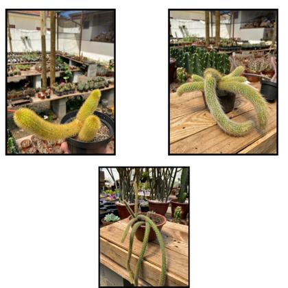 Imagem de Kit 3 Mudas Cacto Rabo Macaco Rato E Gato Top Para Coleção