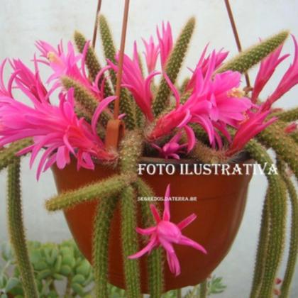 Imagem de Kit 3 Mudas Cacto Rabo Macaco Rato E Gato Top Para Coleção