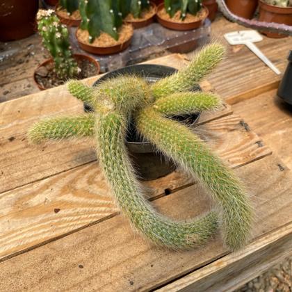 Imagem de Kit 3 Mudas Cacto Rabo Macaco Rato E Gato Top Para Coleção