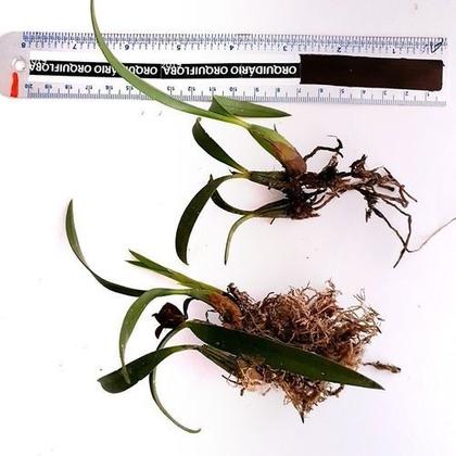 Imagem de Kit 3 Orquídea Negra Adulta + Musgo 5 Litros