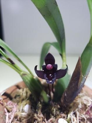 Imagem de Kit 3 Orquídea Negra Adulta + Musgo 5 Litros