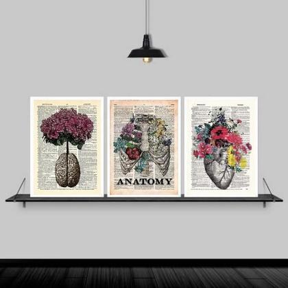 Imagem de Kit 3 Quadros Medicina Anatomia Flores 24X18Cm