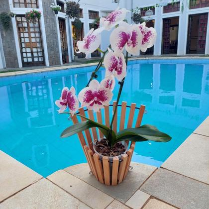 Imagem de Kit 3 Vaso Cachepot De Parede Madeira Rústico Cônico Plantas Flores Orquídeas