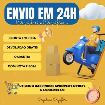 Imagem de Kit 3 Vaso Cachepot De Parede Madeira Rústico Cônico Plantas Flores Orquídeas