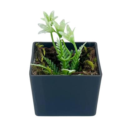 Imagem de Kit 4 Mini Vasinhos Com Planta Artificiais Decoração De Casas Escritórios