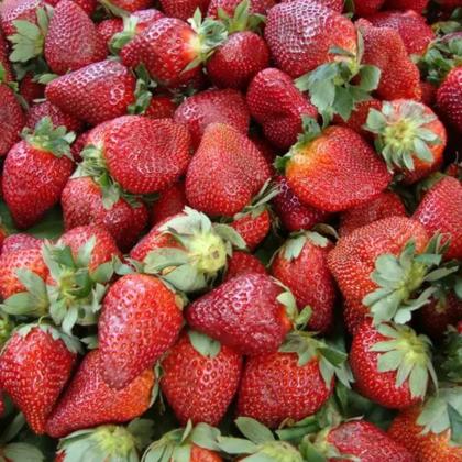 Imagem de Kit 4 Mudas De Morango Planta Frutífera Para Horta E Jardim