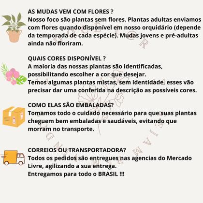 Imagem de Kit 4 Orquídeas Cattleyas Adultas Entouceiradas Super saudáveis 