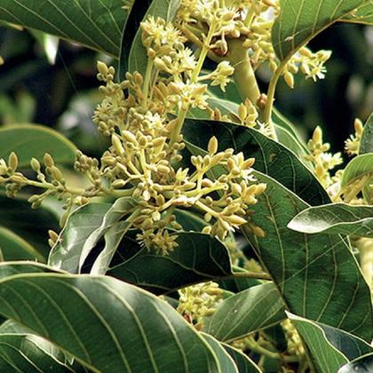 Imagem de Kit 4 Pct Chá De Marapuama - 100G