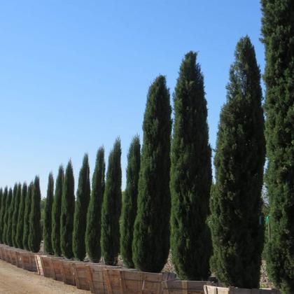 Imagem de Kit 5 Mudas de Cipreste Italiano 50 a 80cm  Plantas Online