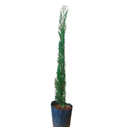 Imagem de Kit 5 Mudas de Cipreste Italiano 50 a 80cm  Plantas Online