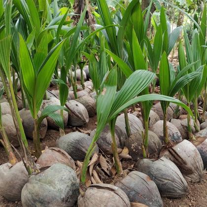 Imagem de Kit 5 Mudas de Coco Anao Verde 50 a 80cm AMK Plantas Online