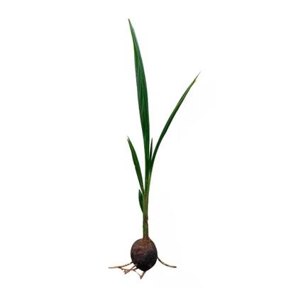 Imagem de Kit 5 Mudas de Coco Anao Verde 50 a 80cm AMK Plantas Online