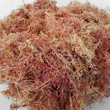 Imagem de Kit 5 Musgos Sphagnum 5 Litros Substrato Substrato Premium Para Plantas Orquídea Jardinagem Interna Externa