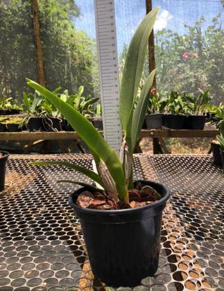 Imagem de Kit 5 Orquideas Cattleya Adultas
