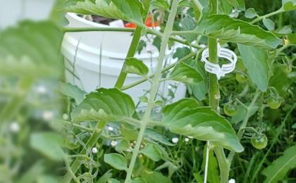 Imagem de Kit 50 Clips Suporte Plantas Horta Jardim Presilhas Galhos Sustentação Tomate Trepadeiras Vegetais