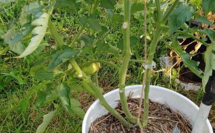 Imagem de Kit 50 Clips Suporte Plantas Horta Jardim Presilhas Galhos Sustentação Tomate Trepadeiras Vegetais