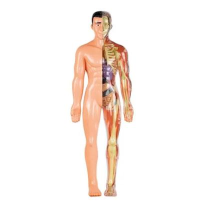 Imagem de Kit Anatomia Grow 04751
