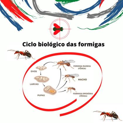 Imagem de Kit Casa Livre De Formigas Atratex 10 Un + Gel 7 Belo 10 Un